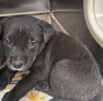 DIET COKE -  Pit Bull Terrier and Mixed Breed Dog for Adoption in Dayton, Ohio - DIET COKE | PetCurious