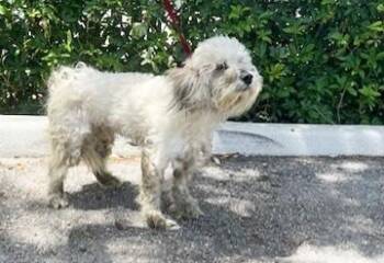 Poodle and Golden Retriever Dogs Available for Adoption in Fort Lauderdale, Florida - STRAY NOT AVAILABLE | PetCurious