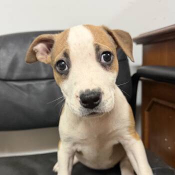 Cornichons -  Pit Bull Terrier Dog for Adoption in Columbia, South Carolina - Cornichons | PetCurious
