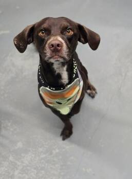 Rocky -  Beagle Dog for Adoption in Sedalia, Colorado - Rocky | PetCurious
