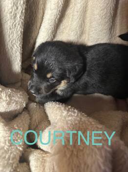 Rescue German Shepherd Dog and Rottweiler Dogs for Adoption in Winnipeg, Manitoba - Courtney | PetCurious