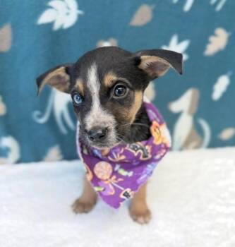 Ciabatta -  Beagle and Chihuahua Dog for Adoption in Sedalia, Colorado - Ciabatta | PetCurious