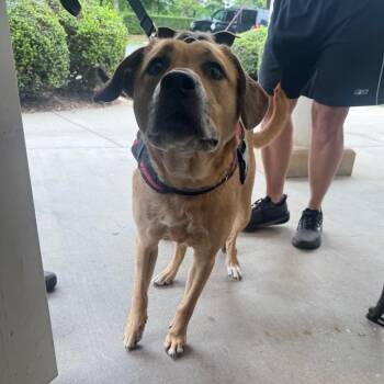 Biscuit -  Mixed Breed Dog for Adoption in Winston-salem, North Carolina - Biscuit | PetCurious