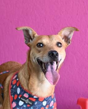 Marline-One of our Amazing Rescue Dogs -  Carolina Dog and Mixed Breed Dog for Adoption in Carlsbad, California - Marline-One Of Our Amazing Rescue Dogs | PetCurious