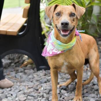 Mixed Breed Dogs Available for Adoption in Kailua-kona, Hawaii - Honey | PetCurious