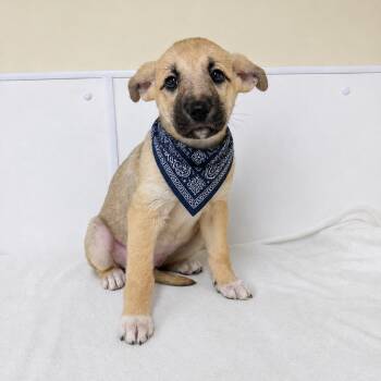 Shepherd and Labrador Retriever Dogs Available for Adoption in La Grange, Kentucky - Hazel | PetCurious
