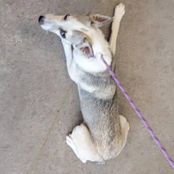 110356 -  Mixed Breed Dog for Adoption in Las Cruces, New Mexico - 110356 | PetCurious