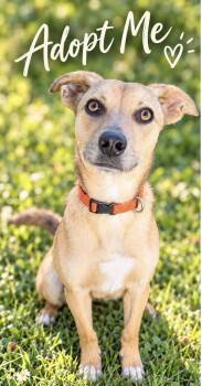 Buford -  Mountain Cur Dog for Adoption in Manchester, Connecticut - Buford | PetCurious