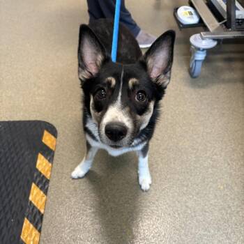 Shetland Sheepdog Sheltie Dogs Available for Adoption in Council Bluffs, Iowa - Cassie | PetCurious