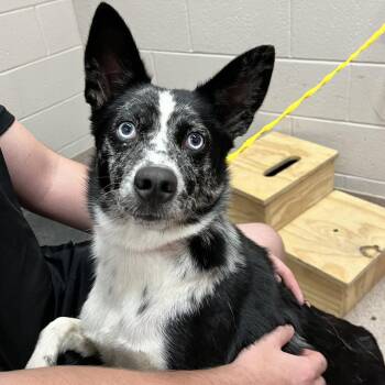 Bindi -  Border Collie Dog for Adoption in Ardmore, Oklahoma - Bindi | PetCurious