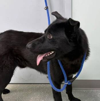 German Shepherd Dog Dogs Available for Adoption in Bardstown, Kentucky - Kaos | PetCurious