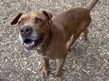 Rescue Mastiff and Mixed Breed Dogs for Adoption in Santa Cruz, California - ROCCO | PetCurious