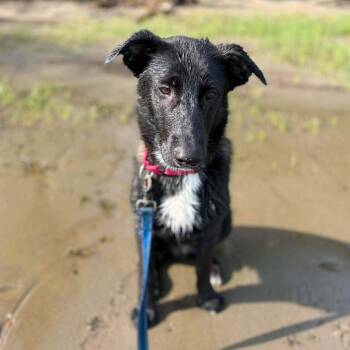 Goober -  Belgian Shepherd Malinois and Black Labrador Retriever Dog for Adoption in Beulaville, North Carolina - Goober | PetCurious