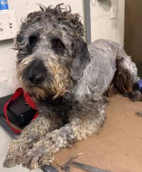 Poodle Dogs Available for Adoption in Thompson Falls, Montana - Oldin | PetCurious