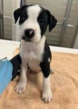 Elliot -  Australian Shepherd and Mixed Breed Dog for Adoption in Kansas City, Missouri - Elliot | PetCurious