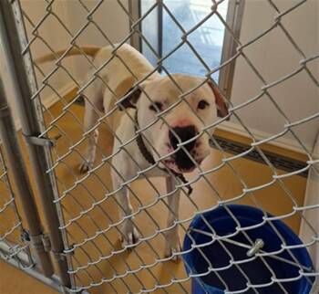 CANYON -  Pit Bull Terrier and Mixed Breed Dog for Adoption in Casper, Wyoming - CANYON | PetCurious