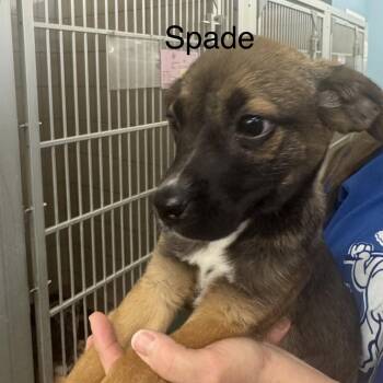 Hound Dogs Available for Adoption - Spade | PetCurious