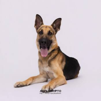German Shepherd Dog Dogs Available for Adoption in Tampa, Florida - Titan | PetCurious