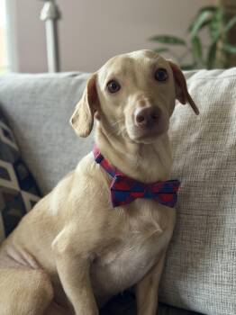 Marshall -  Dachshund Dog for Adoption in Maryville, Tennessee - Marshall | PetCurious