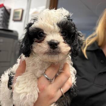 Roman -  Mixed Breed Dog for Adoption in Mentor, Ohio - Roman | PetCurious