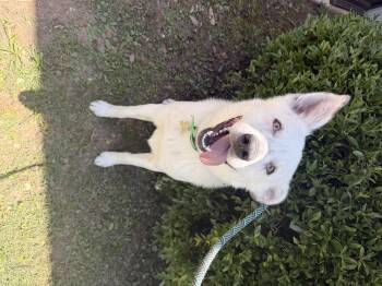 Australian Shepherd and Corgi Dogs Available for Adoption in Semmes, Alabama - Rocco  | PetCurious
