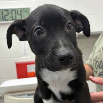 Cecilia -  Terrier and Mixed Breed Dog Available for Adoption in Corpus Christi, Texas - Cecilia | PetCurious