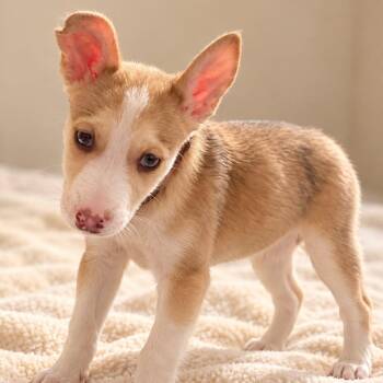 Neptune -  Husky Dog for Adoption in Houston, Texas - Neptune | PetCurious