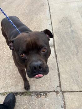 TWIG -  Pit Bull Terrier Dog Available for Adoption in Belton, Texas - TWIG | PetCurious