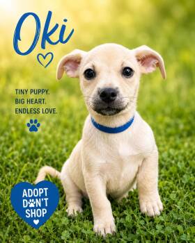 Oki -  Chihuahua Dog for Adoption in Byrdstown, Tennessee - Oki | PetCurious