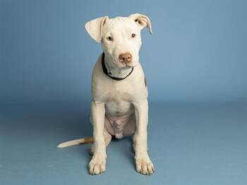 Mastiff and Mixed Breed Dogs Available for Adoption in Phoenix, Arizona - WILLY | PetCurious
