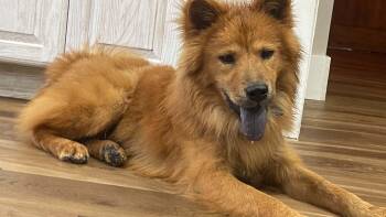 Ciao Bello -  Chow Chow and Shiba Inu Dog for Adoption in Clinton, Wisconsin - Ciao Bello | PetCurious