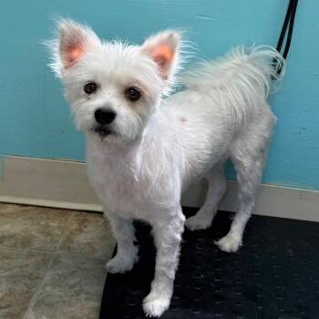 Maltese Dogs Available for Adoption in Boerne, Texas - Confetti | PetCurious