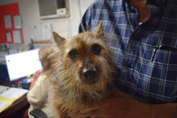 Charlie (Kramer) -  Terrier and Schnauzer Dog for Adoption in Pahrump, Nevada - Charlie (Kramer) | PetCurious