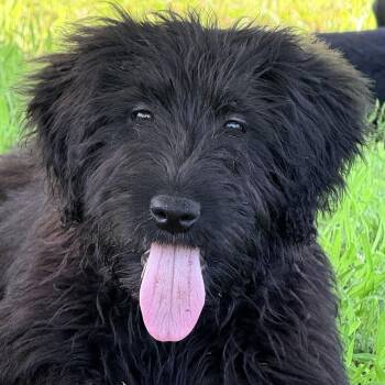 Prudence -  Great Pyrenees and Terrier Dog for Adoption in Auburn, Nebraska - Prudence | PetCurious