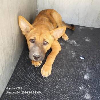 RITA -  German Shepherd Dog Dog for Adoption in San Antonio, Texas - RITA | PetCurious