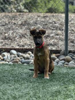 Rescue Mixed Breed and Australian Kelpie Dogs for Adoption in San Luis Obispo, California - Toffee | PetCurious