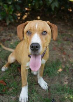 Emarosa 62295 -  Mixed Breed Dog for Adoption in Aiken, South Carolina - Emarosa 62295 | PetCurious