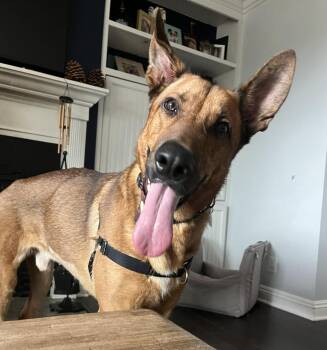 German Shepherd Dog and Belgian Shepherd Tervuren Dogs Available for Adoption in West Hollywood, California - Ranger | PetCurious