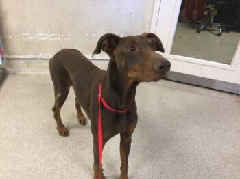 Doberman Pinscher Dogs Available for Adoption in Riverside, California - MACHIATTO | PetCurious