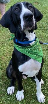 Rescue Great Dane Dogs for Adoption in Parsons, West Virginia - Matt | PetCurious