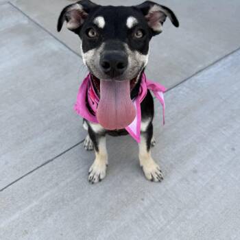 Sally -  Shepherd Dog for Adoption in Warr Acres, Oklahoma - Sally | PetCurious