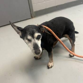 Abby -  Dachshund and Mixed Breed Dog for Adoption in Rochester, Minnesota - Abby | PetCurious