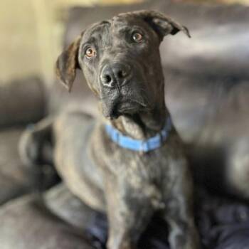 Toothless -  Mastiff and Belgian Shepherd Malinois Dog for Adoption in Naperville, Illinois - Toothless | PetCurious
