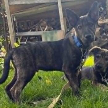 Damian -  Shepherd and Husky Dog for Adoption in King City, Ontario - Damian | PetCurious