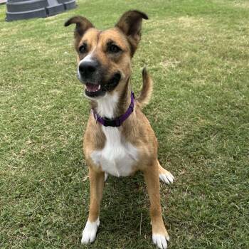 Shepherd Dogs Available for Adoption - Maya | PetCurious
