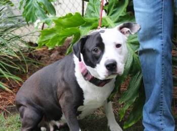 Prada -  American Bulldog and Mixed Breed Dog for Adoption in Brunswick, Georgia - Prada | PetCurious