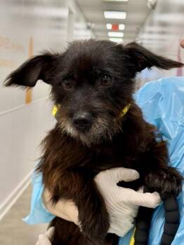 Barry -  Terrier and Mixed Breed Dog for Adoption in New Orleans, Louisiana - Barry | PetCurious