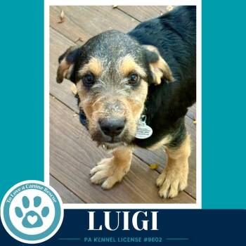 Luigi ( L Crew) 102426 -  Labrador Retriever and Poodle Dog for Adoption in Kimberton, Pennsylvania - Luigi ( L Crew) 102426 | PetCurious