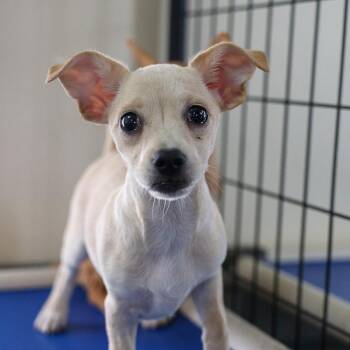 Chihuahua and Mixed Breed Dogs Available for Adoption in Bradenton, Florida - Squirt | PetCurious