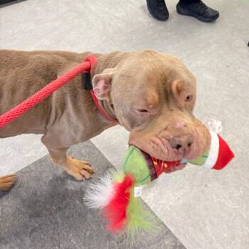 Mixed Breed Dogs Available for Adoption - Flynn Ryder | PetCurious